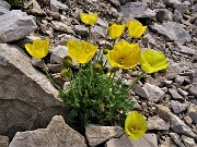 33 Papaver rhaeticum (Papavero dorato) sui macereti del Mandrone